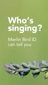 Merlin Bird ID by Cornell Lab