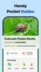 Picture Insect: Bug Identifier